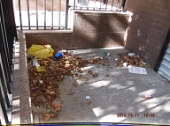TODAY IS OCTOBER 11, 2016 AND OUR LAZY  N.Y.C.H.A. CARETAKER IS STILL ONLY DOING A HALF ASS JOB HERE!! THE TRASH ENDLESSLY PILES UP OUT FRONT WHICH IS JUST WHAT SATAN WANTS HERE, PLENTY OF SLIME AND PLENTY OF SWILL!! Please Read:  <a href="http://www.paynal.com/parables.php?id=323">http://www.paynal.com/parables.php?id=323</a>