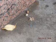 A CLOSER LOOK AT THE SAME DOG SHIT!! TODAY IS OCTOBER 12, 2016 AND THE DOG SHIT THAT I TOOK A PHOTO OF ON OCTOBER 5, 2016 IS STILL NEXT TO THE ENTRANCE DOORWAY OF THIS NOTORIOUS N.Y.C.H.A. BUILDING!!