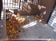TODAY IS NOVEMBER 7, 2016 AND OUR LAZY  N.Y.C.H.A. CARETAKER IS STILL ONLY DOING A HALF ASS JOB HERE!! THE TRASH ENDLESSLY PILES UP OUT FRONT WHICH IS JUST WHAT SATAN WANTS HERE, PLENTY OF SLIME AND PLENTY OF SWILL!! Please Read:  <a href="http://www.paynal.com/parables.php?id=323">http://www.paynal.com/parables.php?id=323</a>