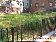 OTHER N.Y.C.H.A. DEVELOPMENTS ON STATEN ISLAND HAVE SIGNS ON THE FENCES AND CLOSED LOCKS ON THE GATES; BUT NOT HERE WHERE THE TREES GET BROKEN BY THE CHILDREN; AND THE DOG POOP IS EVERYWHERE: AND THE WEEDS GROW TALL FROM BLATANT NEGLECT!!