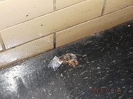 THE SATAN'S SAVAGES 2C DRUG THUGS LEFT THEIR EMPTY NARCOTICS CONTAINER IN THE HALLWAY RIGHT NEXT TO MY APARTMENT DOOR!!