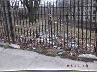 This Nasty Filth Is At The Rear Of 456 Richmond Terrace And Along Weltervelt Avenue!!