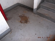 Today Is Tuesday May 1, 2018 And This Is A Photo Of The Second Floor Landing Of Stairway " A " That Is Also Filthy Because " Our No Show N.Y.C.H.A. Caretaker " Takes The Money But Never Properly Does The Work!!