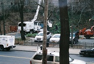 The City Of New York Has Finally Gotten Around To Clearing Its Fallen Trees!!