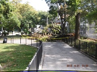 Anyone Want To Bet That This Tree Will Still Be Left Here Long After Bloomberg Is No Longer Our Mayor Magnificent??